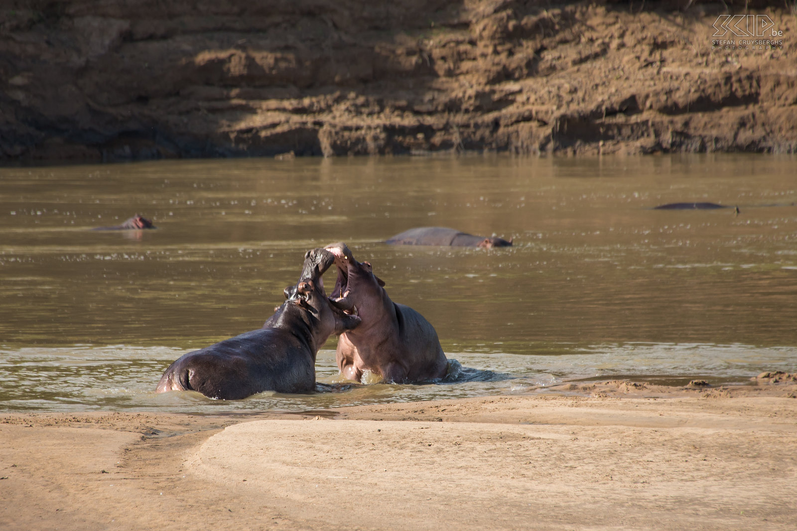 South Luangwa - Fighting hippos Just in front of our tent at the lodge entire groups of hippos (Hippopotamus amphibius) could be seen in the river. During one afternoon two giants suddenly started to fight each other for one hour. Hippos can weigh 2 to 3 tons. When fighting male hippos use their incisors to block each other's attacks and their large canines to injure their opponent. Africa at its best Stefan Cruysberghs